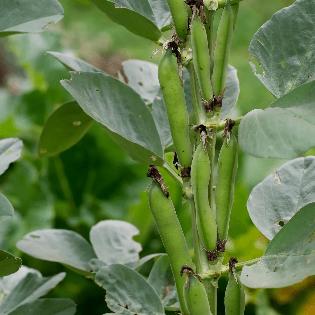 Bean Windsor Seeds | West Coast Seeds