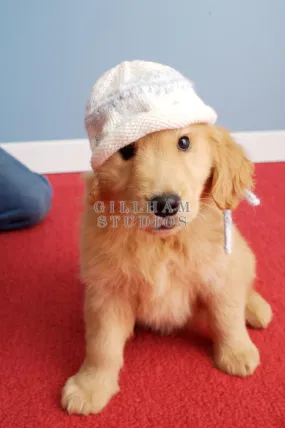 Golden retriever puppy wearing white knit hat