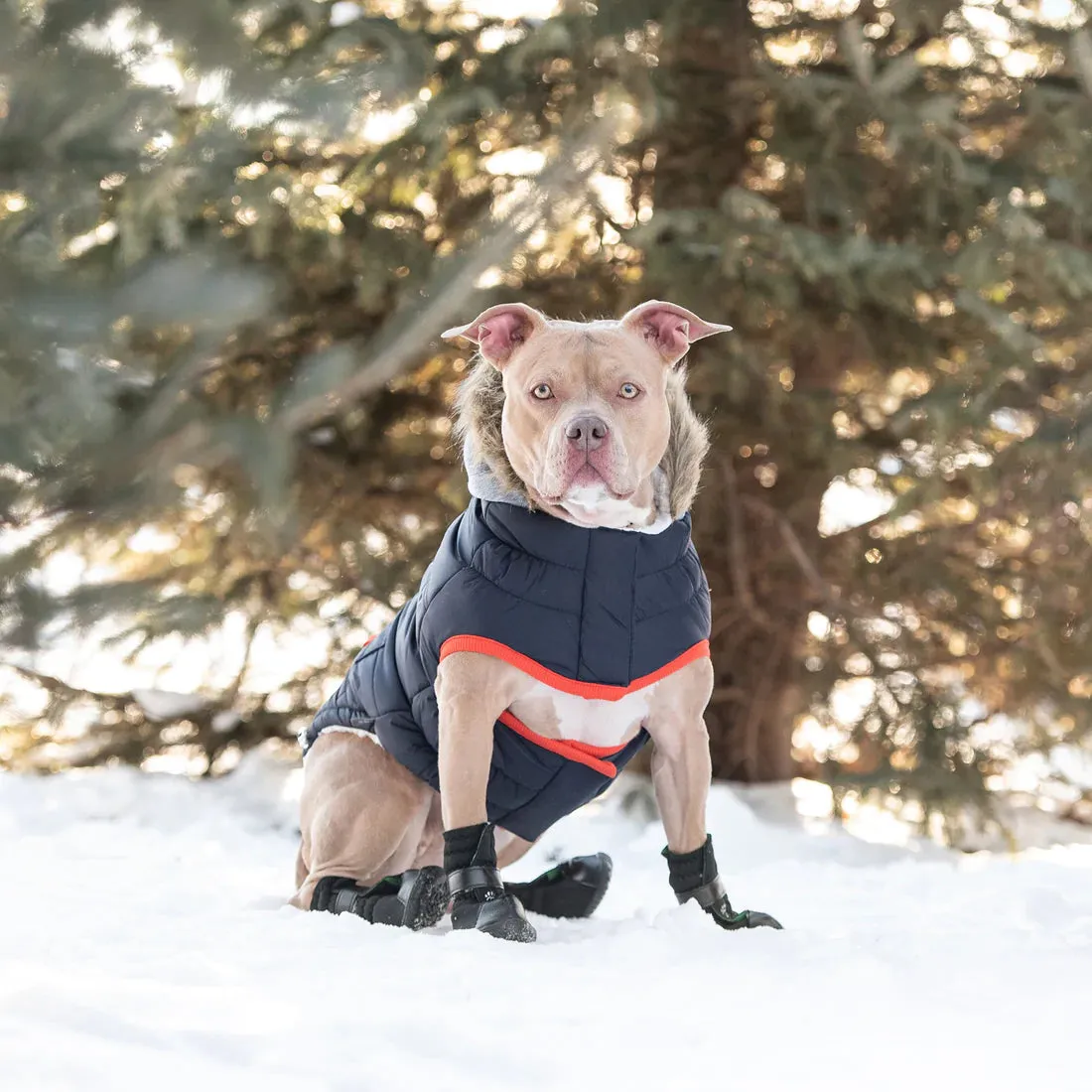 Winter Sailor Parka Navy Dog Coat